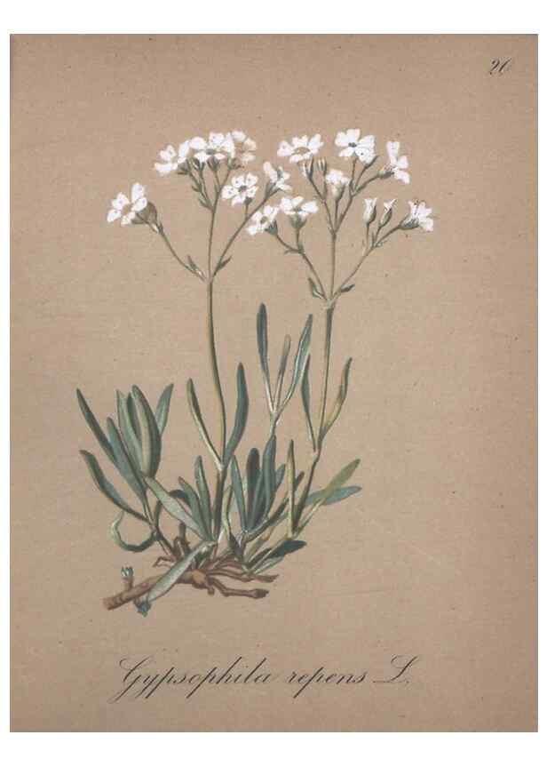 Reproducción/Reproduction 7215947712: Die Alpenpflanzen nach der Natur gemalt /. Prag :F. Tempsky,1879-1884.