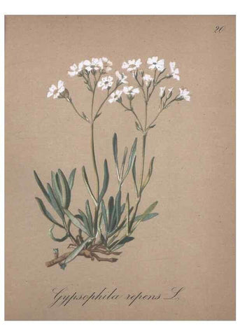 Reproducción/Reproduction 7215947712: Die Alpenpflanzen nach der Natur gemalt /. Prag :F. Tempsky,1879-1884.