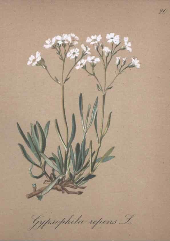 Reproducción/Reproduction 7215947712: Die Alpenpflanzen nach der Natur gemalt /. Prag :F. Tempsky,1879-1884.