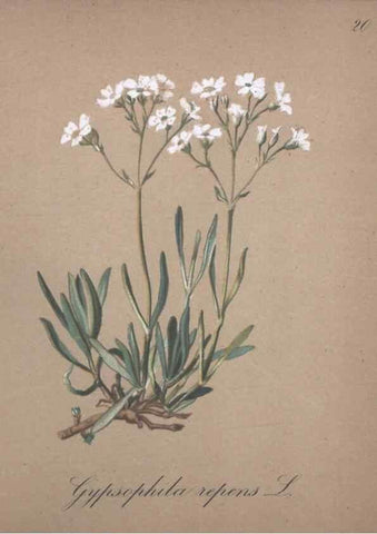 Reproducción/Reproduction 7215947712: Die Alpenpflanzen nach der Natur gemalt /. Prag :F. Tempsky,1879-1884.