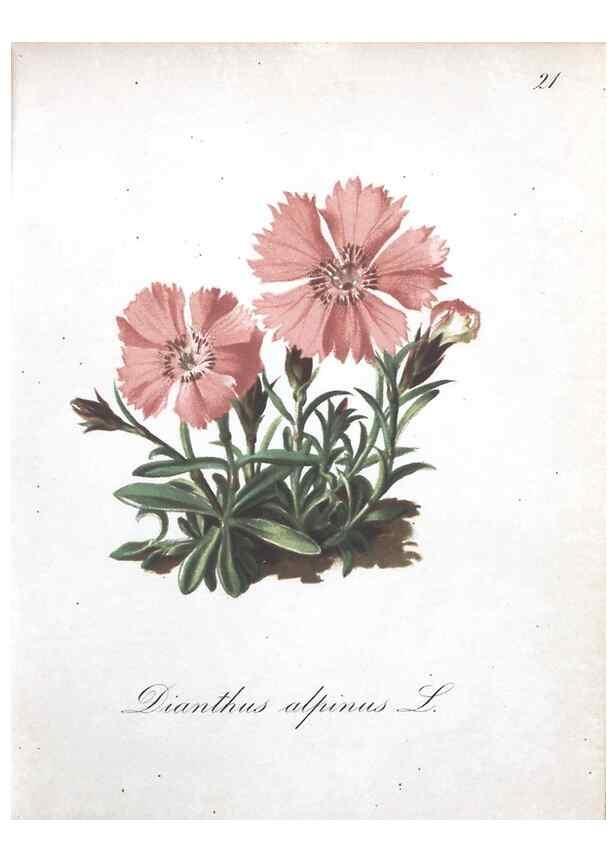 Reproducción/Reproduction 7215949024: Die Alpenpflanzen nach der Natur gemalt /. Prag :F. Tempsky,1879-1884.