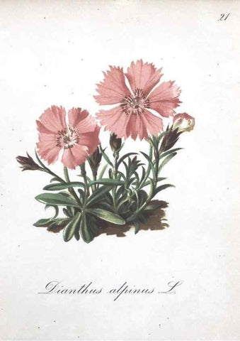Reproducción/Reproduction 7215949024: Die Alpenpflanzen nach der Natur gemalt /. Prag :F. Tempsky,1879-1884.