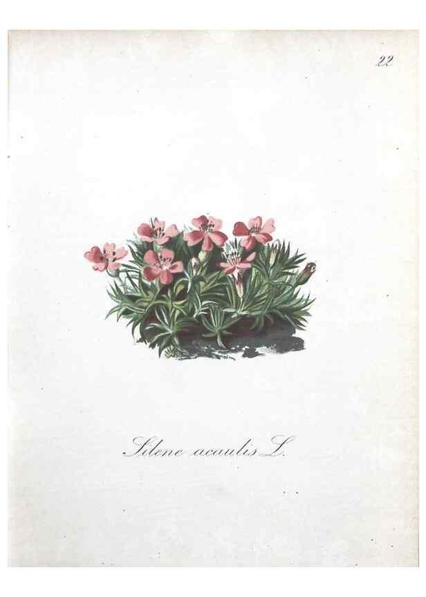 Reproducción/Reproduction 7215950468: Die Alpenpflanzen nach der Natur gemalt /. Prag :F. Tempsky,1879-1884.