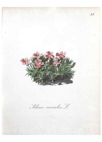 Reproducción/Reproduction 7215950468: Die Alpenpflanzen nach der Natur gemalt /. Prag :F. Tempsky,1879-1884.