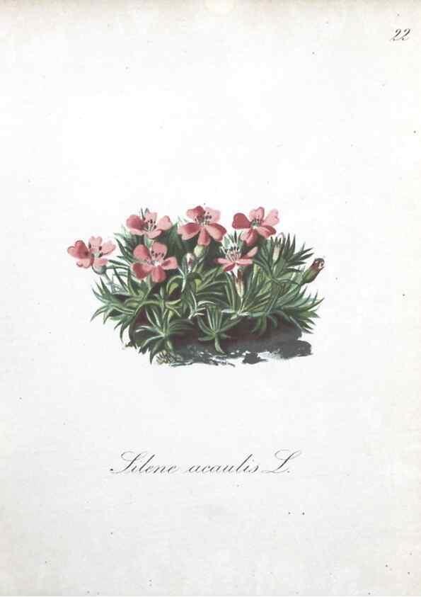 Reproducción/Reproduction 7215950468: Die Alpenpflanzen nach der Natur gemalt /. Prag :F. Tempsky,1879-1884.