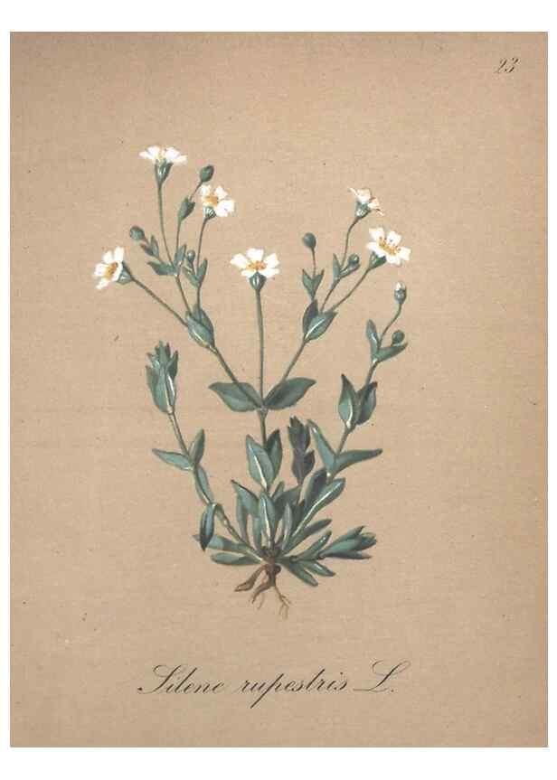 Reproducción/Reproduction 7215951884: Die Alpenpflanzen nach der Natur gemalt /. Prag :F. Tempsky,1879-1884.