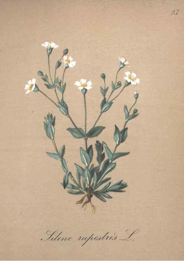 Reproducción/Reproduction 7215951884: Die Alpenpflanzen nach der Natur gemalt /. Prag :F. Tempsky,1879-1884.