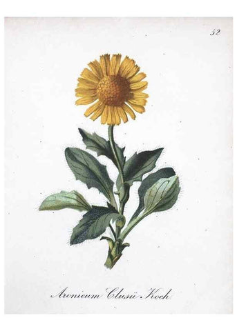Reproducción/Reproduction 7215990044: Die Alpenpflanzen nach der Natur gemalt /. Prag :F. Tempsky,1879-1884.