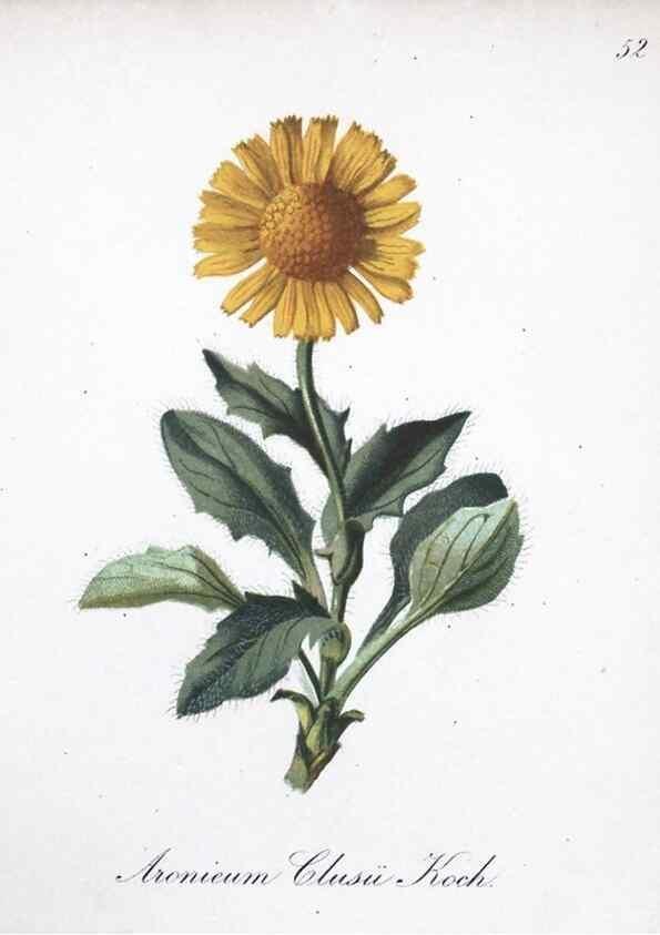 Reproducción/Reproduction 7215990044: Die Alpenpflanzen nach der Natur gemalt /. Prag :F. Tempsky,1879-1884.