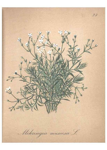 Reproducción/Reproduction 7215953392: Die Alpenpflanzen nach der Natur gemalt /. Prag :F. Tempsky,1879-1884.