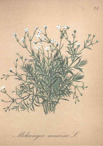 Reproducción/Reproduction 7215953392: Die Alpenpflanzen nach der Natur gemalt /. Prag :F. Tempsky,1879-1884.