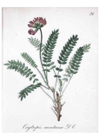 Reproducción/Reproduction 7215956062: Die Alpenpflanzen nach der Natur gemalt /. Prag :F. Tempsky,1879-1884.