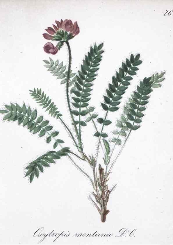 Reproducción/Reproduction 7215956062: Die Alpenpflanzen nach der Natur gemalt /. Prag :F. Tempsky,1879-1884.