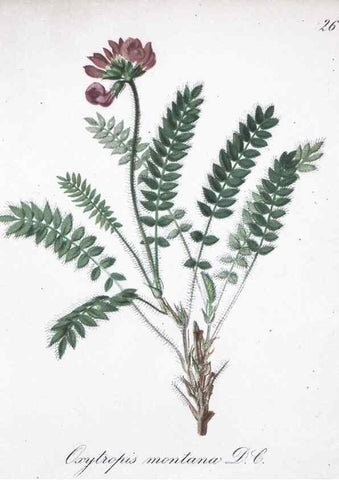 Reproducción/Reproduction 7215956062: Die Alpenpflanzen nach der Natur gemalt /. Prag :F. Tempsky,1879-1884.