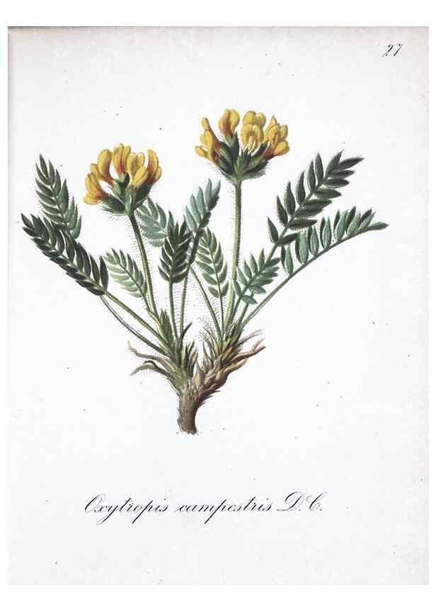 Reproducción/Reproduction 7215957242: Die Alpenpflanzen nach der Natur gemalt /. Prag :F. Tempsky,1879-1884.