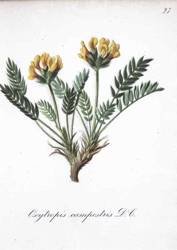 Reproducción/Reproduction 7215957242: Die Alpenpflanzen nach der Natur gemalt /. Prag :F. Tempsky,1879-1884.