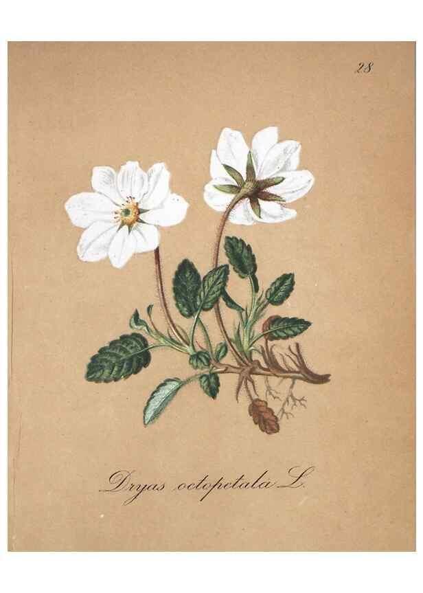 Reproducción/Reproduction 7215958496: Die Alpenpflanzen nach der Natur gemalt /. Prag :F. Tempsky,1879-1884.