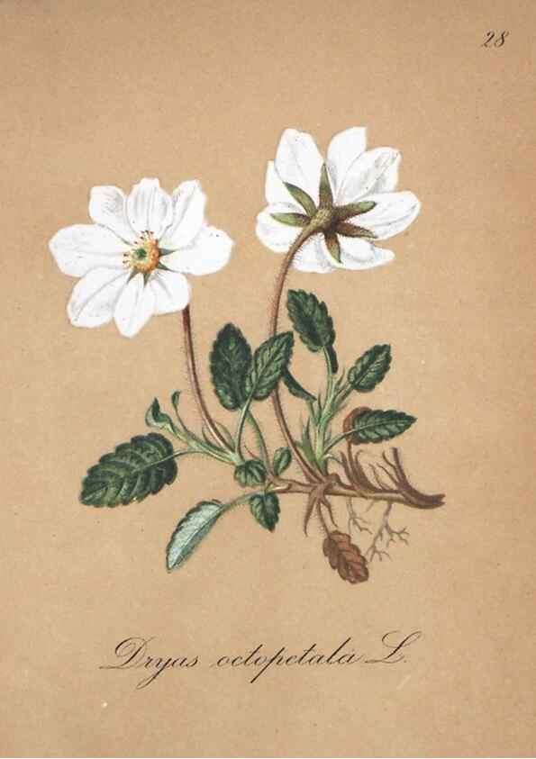 Reproducción/Reproduction 7215958496: Die Alpenpflanzen nach der Natur gemalt /. Prag :F. Tempsky,1879-1884.