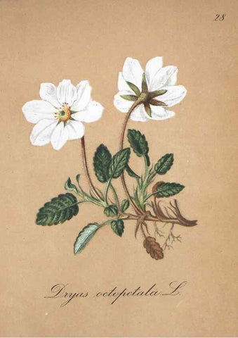 Reproducción/Reproduction 7215958496: Die Alpenpflanzen nach der Natur gemalt /. Prag :F. Tempsky,1879-1884.