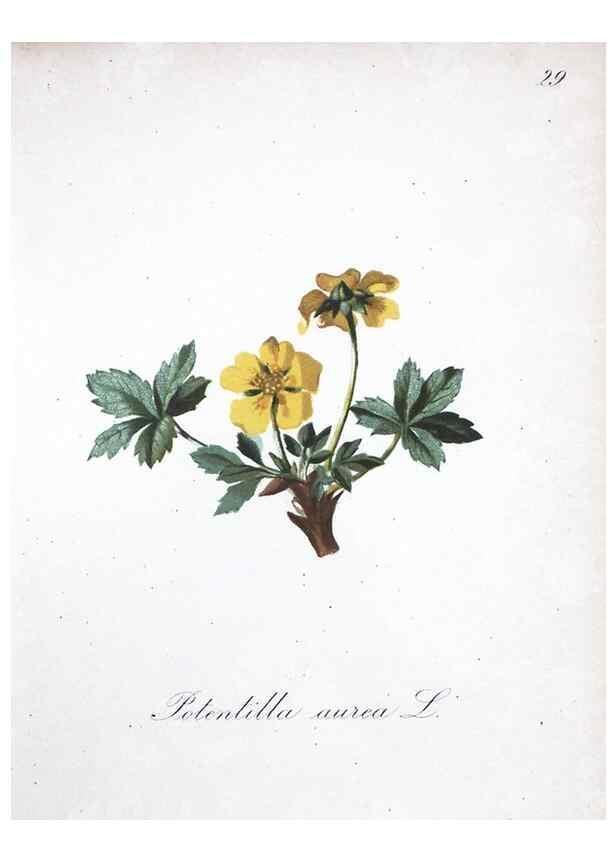 Reproducción/Reproduction 7215960058: Die Alpenpflanzen nach der Natur gemalt /. Prag :F. Tempsky,1879-1884.