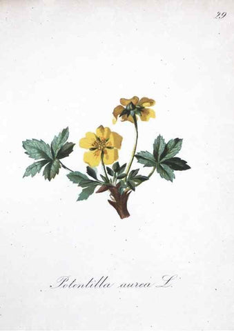 Reproducción/Reproduction 7215960058: Die Alpenpflanzen nach der Natur gemalt /. Prag :F. Tempsky,1879-1884.
