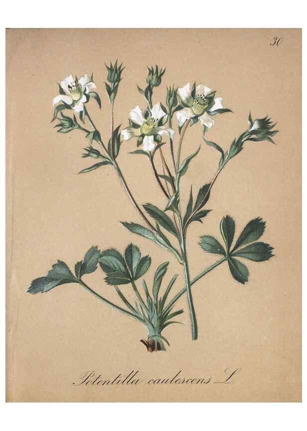 Reproducción/Reproduction 7215961678: Die Alpenpflanzen nach der Natur gemalt /. Prag :F. Tempsky,1879-1884.