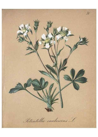 Reproducción/Reproduction 7215961678: Die Alpenpflanzen nach der Natur gemalt /. Prag :F. Tempsky,1879-1884.