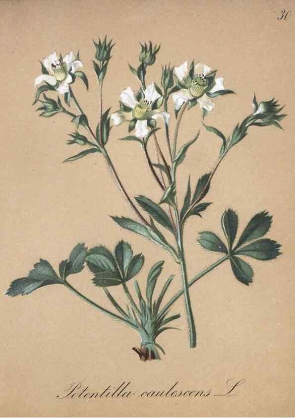 Reproducción/Reproduction 7215961678: Die Alpenpflanzen nach der Natur gemalt /. Prag :F. Tempsky,1879-1884.