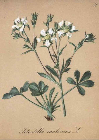 Reproducción/Reproduction 7215961678: Die Alpenpflanzen nach der Natur gemalt /. Prag :F. Tempsky,1879-1884.