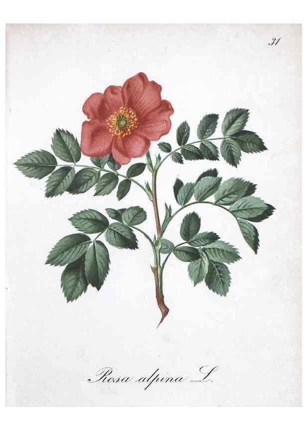 Reproducción/Reproduction 7215962826: Die Alpenpflanzen nach der Natur gemalt /. Prag :F. Tempsky,1879-1884.
