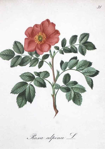 Reproducción/Reproduction 7215962826: Die Alpenpflanzen nach der Natur gemalt /. Prag :F. Tempsky,1879-1884.