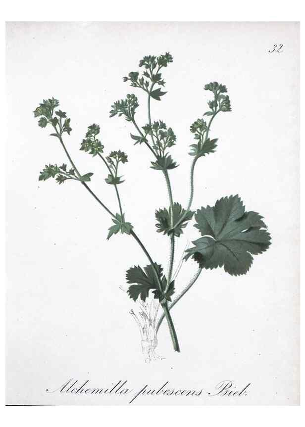 Reproducción/Reproduction 7215964172: Die Alpenpflanzen nach der Natur gemalt /. Prag :F. Tempsky,1879-1884.