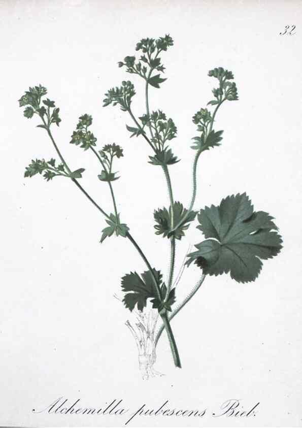 Reproducción/Reproduction 7215964172: Die Alpenpflanzen nach der Natur gemalt /. Prag :F. Tempsky,1879-1884.