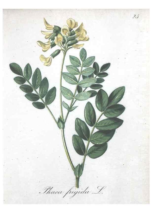 Reproducción/Reproduction 7215954648: Die Alpenpflanzen nach der Natur gemalt /. Prag :F. Tempsky,1879-1884.