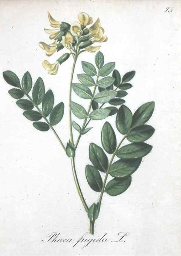 Reproducción/Reproduction 7215954648: Die Alpenpflanzen nach der Natur gemalt /. Prag :F. Tempsky,1879-1884.