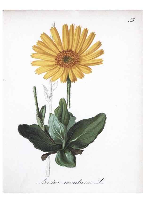 Reproducción/Reproduction 7215991040: Die Alpenpflanzen nach der Natur gemalt /. Prag :F. Tempsky,1879-1884.