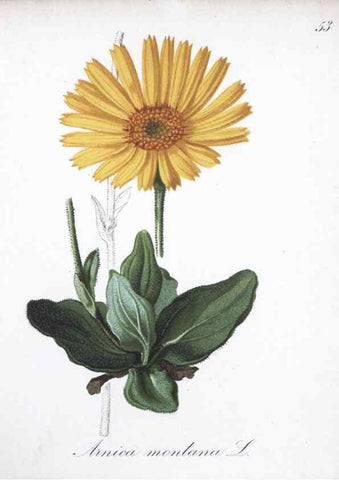 Reproducción/Reproduction 7215991040: Die Alpenpflanzen nach der Natur gemalt /. Prag :F. Tempsky,1879-1884.