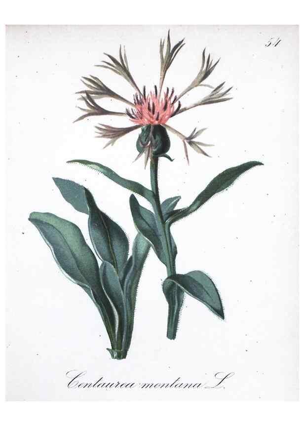 Reproducción/Reproduction 7215992464: Die Alpenpflanzen nach der Natur gemalt /. Prag :F. Tempsky,1879-1884.