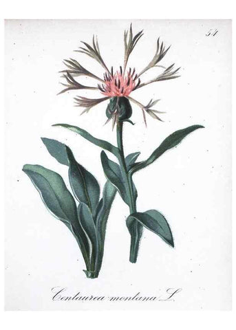 Reproducción/Reproduction 7215992464: Die Alpenpflanzen nach der Natur gemalt /. Prag :F. Tempsky,1879-1884.