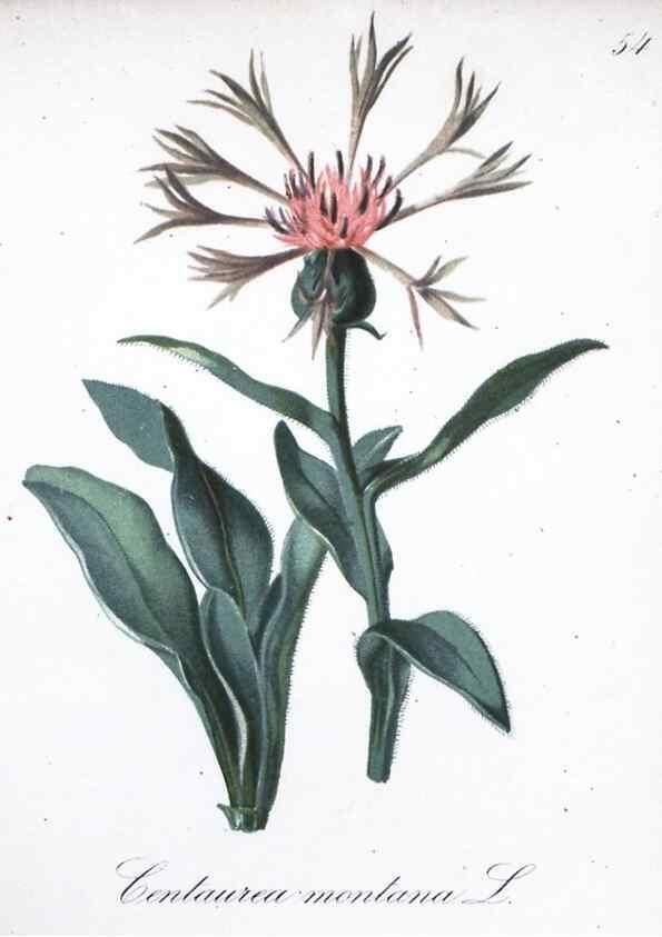 Reproducción/Reproduction 7215992464: Die Alpenpflanzen nach der Natur gemalt /. Prag :F. Tempsky,1879-1884.