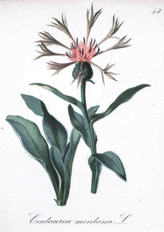 Reproducción/Reproduction 7215992464: Die Alpenpflanzen nach der Natur gemalt /. Prag :F. Tempsky,1879-1884.