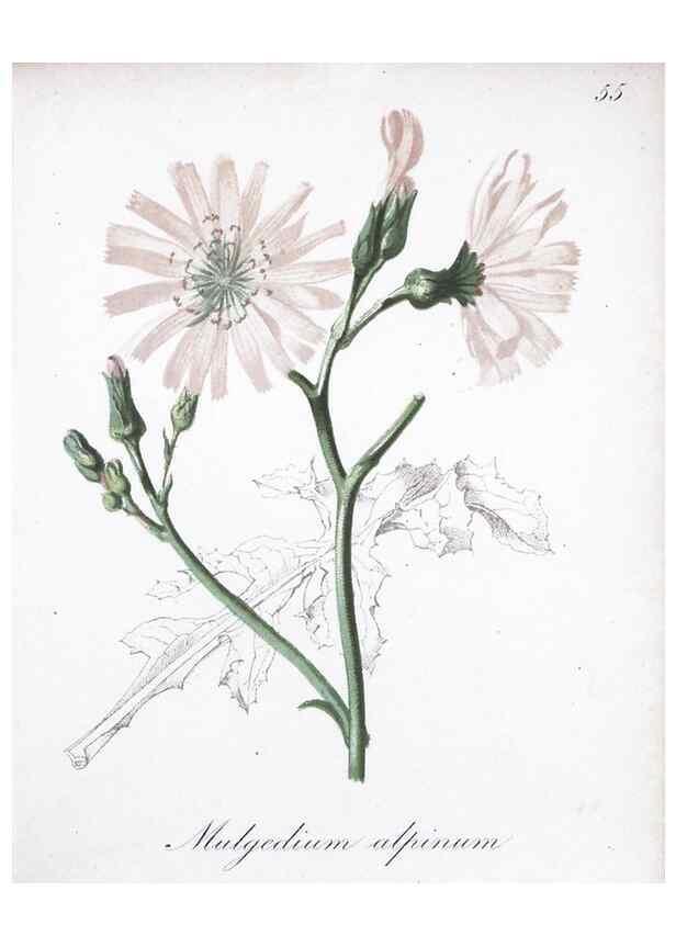 Reproducción/Reproduction 7215993852: Die Alpenpflanzen nach der Natur gemalt /. Prag :F. Tempsky,1879-1884.