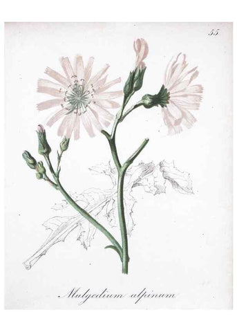 Reproducción/Reproduction 7215993852: Die Alpenpflanzen nach der Natur gemalt /. Prag :F. Tempsky,1879-1884.