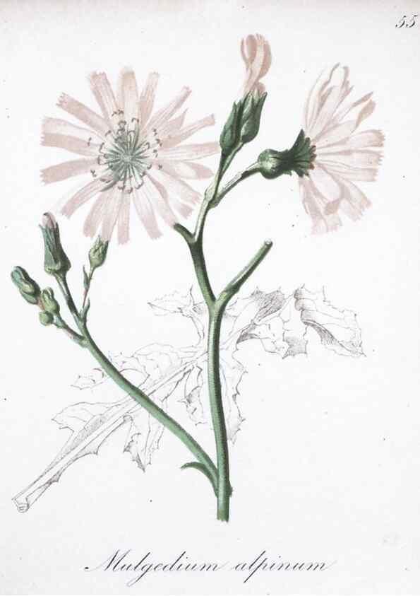 Reproducción/Reproduction 7215993852: Die Alpenpflanzen nach der Natur gemalt /. Prag :F. Tempsky,1879-1884.