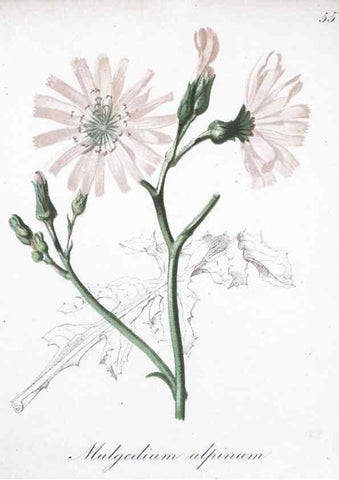 Reproducción/Reproduction 7215993852: Die Alpenpflanzen nach der Natur gemalt /. Prag :F. Tempsky,1879-1884.