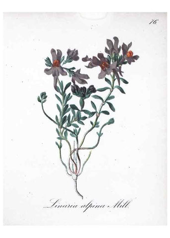 Reproducción/Reproduction 7216021546: Die Alpenpflanzen nach der Natur gemalt /. Prag :F. Tempsky,1879-1884.