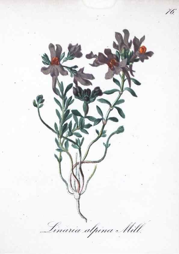 Reproducción/Reproduction 7216021546: Die Alpenpflanzen nach der Natur gemalt /. Prag :F. Tempsky,1879-1884.