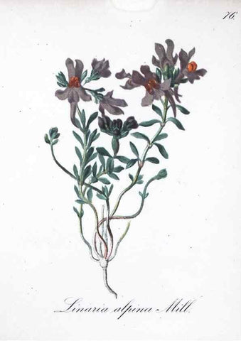 Reproducción/Reproduction 7216021546: Die Alpenpflanzen nach der Natur gemalt /. Prag :F. Tempsky,1879-1884.