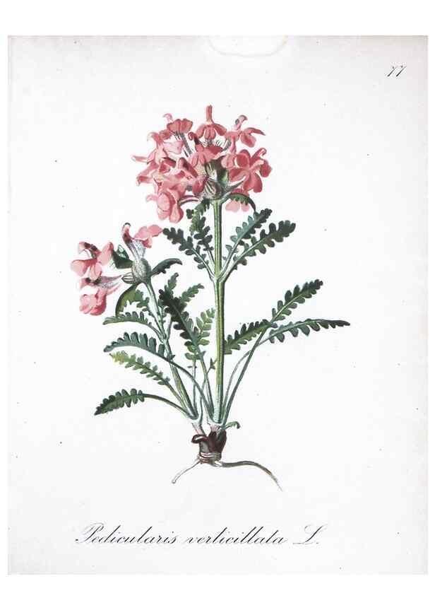 Reproducción/Reproduction 7216023226: Die Alpenpflanzen nach der Natur gemalt /. Prag :F. Tempsky,1879-1884.