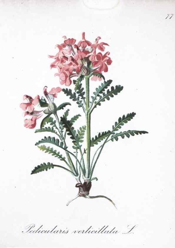 Reproducción/Reproduction 7216023226: Die Alpenpflanzen nach der Natur gemalt /. Prag :F. Tempsky,1879-1884.